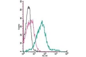 Cell surface detection of TRPA1 by direct flow cytometry in live intact human MEG-01 megakaryoblastic leukemia cells: (black line) Cells.