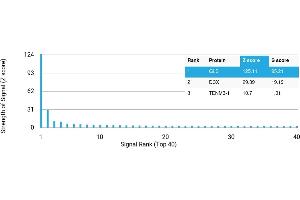 Protein Array (PAr) image for anti-Glutaminase (GLS) antibody (ABIN7456168)
