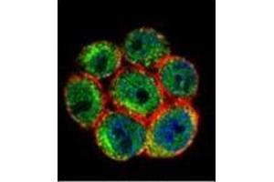 Confocal immunofluorescent analysis of SSH3 Antibody (C-term) Cat.