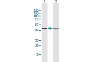 Western Blot analysis of PSMD13 expression in transfected 293T cell line by PSMD13 MaxPab polyclonal antibody. (PSMD13 anticorps  (AA 1-376))