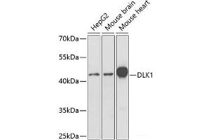 Western blot analysis of extracts of various cell lines using DLK1 Polyclonal Antibody at dilution of 1:1000. (DLK1 anticorps)