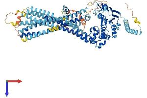 AlphaFold protein structure predicition of Mouse Recombinant Abcd2 Protein, UniprotID Q61285