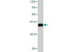Western Blot detection against Immunogen (37.