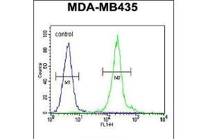 Flow cytometric analysis of MDA-MB435 cells (right histogram) compared to a negative control cell (left histogram). (IL12B anticorps  (C-Term))