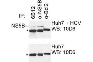 IP was carried out with NS5B specific mAb 6B12 using the lysates of Huh7 cells harboring selectable subgenomic HCV RNA replicon (upper panel) or plain Huh7 cells (lower panel). (HCV 1b NS5B anticorps  (AA 92-105))