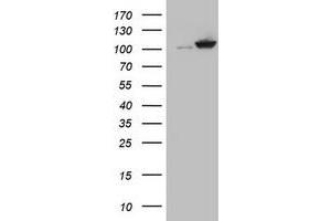 Image no. 1 for anti-Cullin 4B (CUL4B) (AA 1-300) antibody (ABIN1490726)