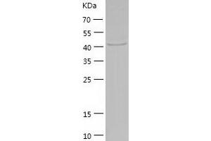 Western Blotting (WB) image for Queuine tRNA-Ribosyltransferase Domain Containing 1 (QTRTD1) (AA 1-415) protein (His tag) (ABIN7124726)