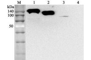 Western blot analysis using anti-ACE2 (human), mAb (AC384) (Biotin)  at 1:2'000 dilution. (ACE2 anticorps  (Biotin))
