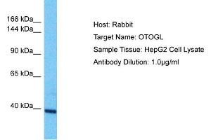 Host: Rabbit Target Name: OTOGL Sample Type: HepG2 Whole Cell lysates Antibody Dilution: 1. (OTOGL anticorps  (N-Term))
