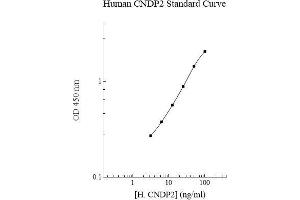 Image no. 1 for CNDP Dipeptidase 2 (Metallopeptidase M20 Family) (CNDP2) ELISA Kit (ABIN5564565) (CNDP2 Kit ELISA)