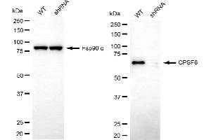 Western blotting analysis using CPSF6 antibody (ABIN7798097).