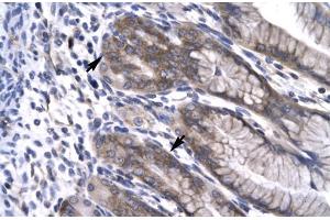 Human Stomach; NPAS1 antibody - C-terminal region in Human Stomach cells using Immunohistochemistry (NPAS1 anticorps  (C-Term))