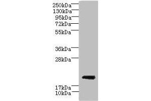Western blot All lanes: CYBC1 antibody at 1. (CYBC1 (AA 43-187) anticorps)