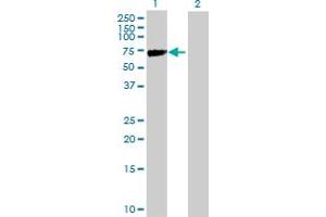Western Blot analysis of KLHL2 expression in transfected 293T cell line by KLHL2 MaxPab polyclonal antibody. (KLHL2 anticorps  (AA 1-593))