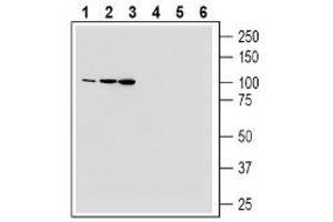 Western blot analysis of mouse colon lysate (lanes 1 and 4), rat brain lysate (lanes 2 and 5) and mouse brain lysate (lanes 3 and 6):1-3.