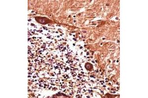Immunohistochemistry analysis in formalin fixed and paraffin embedded human cerebellum tissue reacted with  PJA1 / RNF70 Antibody (N-term) followed which was peroxidase conjugated to the secondary antibody and followed by DAB staining. (PJA1 anticorps  (N-Term))