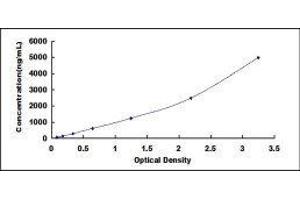 Ornithine Carbamoyltransferase (OTC) ELISA Kit