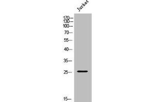 anti-Apolipoprotein B mRNA Editing Enzyme, Catalytic Polypeptide-Like 3A (APOBEC3A) (Internal Region) antibody