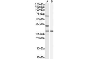 Western Blotting (WB) image for anti-Pre-mRNA Processing Factor 31 (PRPF31) (AA 140-154) antibody (ABIN290402) (PRPF31 anticorps  (AA 140-154))