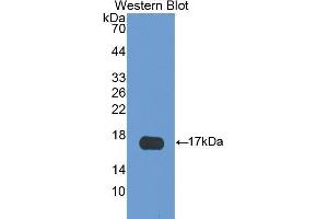 Western Blotting (WB) image for anti-S100 Calcium Binding Protein A3 (S100A3) (AA 1-101) antibody (ABIN1175366)