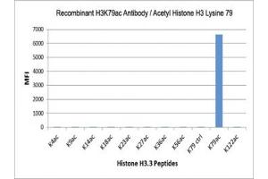 The recombinant H3K79ac antibody specifically reacts to Histone H3 acetylated at Lysine 79 (K79ac). (Recombinant Histone 3 anticorps  (acLys79))