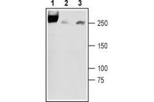 Western blot analysis of rat newborn brain lysates (lanes 1 and 3), rat adult brain membranes (lane 2): - 1,2.