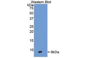 Detection of Recombinant DEFb103A, Human using Polyclonal Antibody to Defensin Beta 103A (DEFb103A) (DEFB103A anticorps  (AA 23-67))