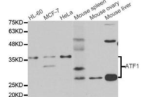 Western blot analysis of extracts of various cell lines, using ATF1 antibody. (AFT1 anticorps)