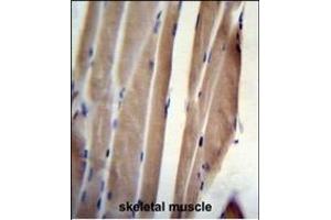 POLR2J Antibody (C-Term) (ABIN655247 and ABIN2844848) immunohistochemistry analysis in formalin fixed and paraffin embedded human skeletal muscle followed by peroxidase conjugation of the secondary antibody and DAB staining.