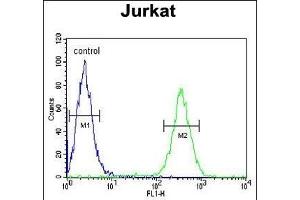 HNRPL Antibody (Center) (ABIN650774 and ABIN2839554) flow cytometric analysis of Jurkat cells (right histogram) compared to a negative control cell (left histogram). (HNRNPL anticorps  (AA 249-277))