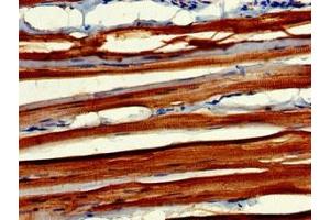 Immunohistochemistry of paraffin-embedded human skeletal muscle tissue using ABIN7160604 at dilution of 1:100