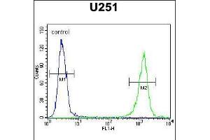 Flow cytometric analysis of U251 cells (right histogram) compared to a negative control cell (left histogram). (GPAA1 anticorps  (N-Term))