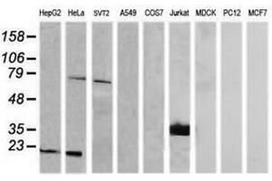 Image no. 2 for anti-T-cell surface glycoprotein CD1c (CD1C) antibody (ABIN1497190) (CD1c anticorps)