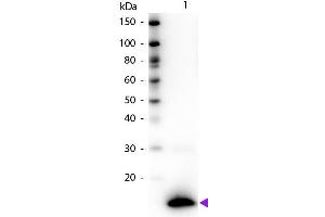 Western blot of Biotin conjugated Rabbit Anti-TSLP primary antibody. (Thymic Stromal Lymphopoietin anticorps  (Biotin))