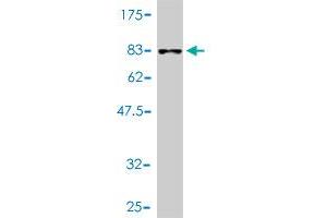 Western Blot detection against Immunogen (70.