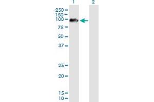 Western Blot analysis of ARMCX2 expression in transfected 293T cell line by ARMCX2 MaxPab polyclonal antibody. (ARMCX2 anticorps  (AA 1-632))