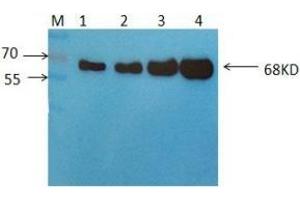 Western Blot: Detection of 68KDa Albumin in Human Serum using Mouse anti-Human Albumin antibody S4D6 at 2 μg/ml. (Albumin anticorps)