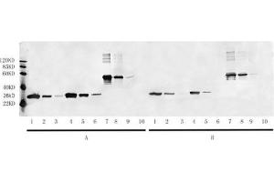 Lane 1-3: 2 µL, 0. (HA-Tag anticorps  (HRP))