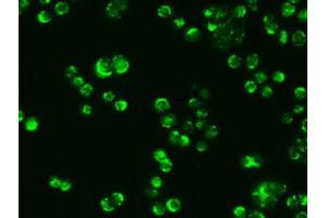 Immunofluorescence (IF) image for anti-alpha-Fetoprotein (AFP) (AA 19-397) antibody (ABIN2716010) (alpha Fetoprotein anticorps  (AA 19-397))