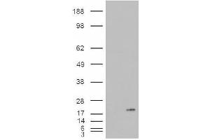 Image no. 2 for anti-Phospholipase A2, Group IB (PLA2G1B) (C-Term) antibody (ABIN374873) (PLA2G1B anticorps  (C-Term))