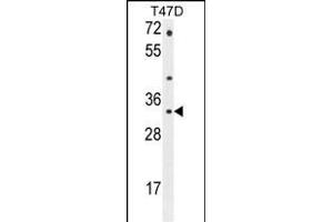 CTSZ Antibody (N-term) (ABIN655068 and ABIN2844698) western blot analysis in T47D cell line lysates (35 μg/lane). (Cathepsin Z anticorps  (N-Term))