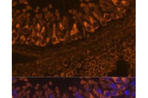 Immunofluorescence analysis of Rat testis using ELSPBP1 Polyclonal Antibody at dilution of 1:100.
