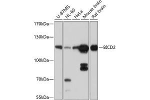 Western blot analysis of extracts of various cell lines, using BICD2 antibody (ABIN6131252, ABIN6137555, ABIN6137556 and ABIN6214489) at 1:1000 dilution. (BICD2 anticorps  (AA 440-620))