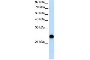 VDAC2 antibody used at 0.