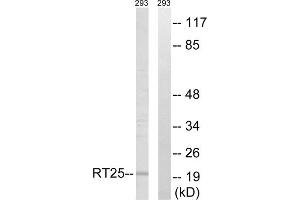 Western blot analysis of extracts from 293 cells, using MRPS25 antibody. (MRPS25 anticorps  (C-Term))