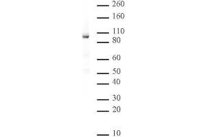 Rad21 antibody (mAb) tested by Western blot. (RAD21 anticorps  (N-Term))