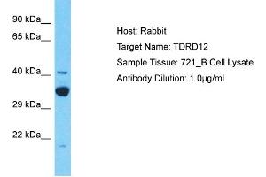 anti-Tudor Domain Containing 12 (TDRD12) (C-Term) antibody