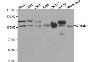Western blot analysis of extracts of various cell lines, using CTNND1 antibody. (CTNND1 anticorps  (AA 573-832))