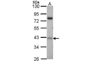 WB Image Sample (30 ug of whole cell lysate) A: Hep G2 , 10% SDS PAGE antibody diluted at 1:1000 (STK17A anticorps)