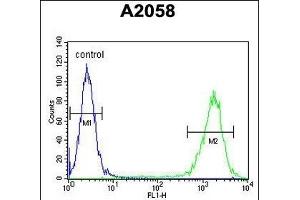PTMS Antibody (C-term) (ABIN653227 and ABIN2842761) flow cytometric analysis of  cells (right histogram) compared to a negative control cell (left histogram).